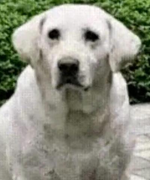 世界顶级犬种排名，威猛恶犬前十，深度解析犬种特性与风采