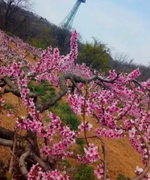中山拆迁律师权威排名榜揭晓，专业解读拆迁问题，捍卫您的权益守护神！