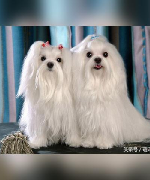 世界最古老犬种TOP榜，历史印记与传奇犬界盘点