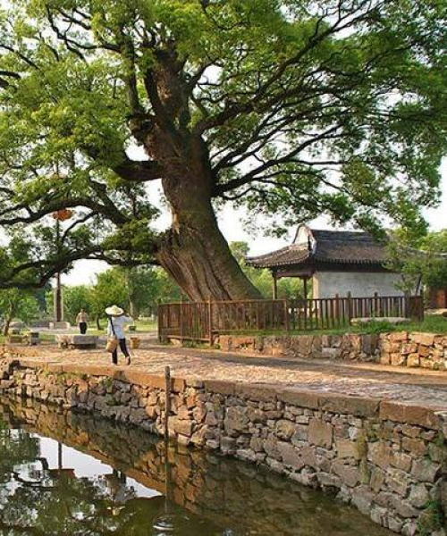 金庭全球排名大揭秘，探寻其在世界舞台上的卓越地位
