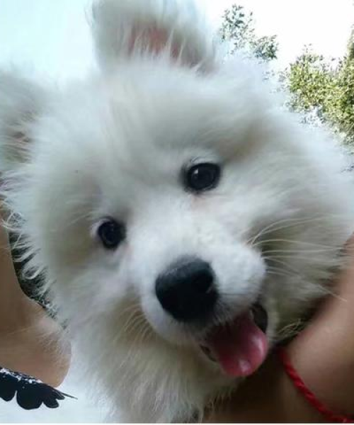 全球最呆萌狗狗大揭秘，哪些犬种荣登蠢萌界榜首？