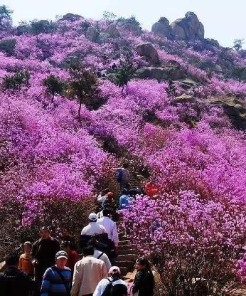 春季旅游攻略大揭秘，国内美景一网打尽！