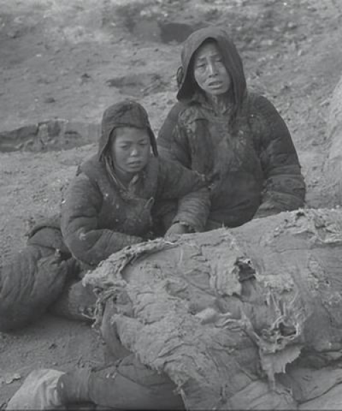 河南偷狗事件揭秘，谁是幕后黑手？最新进展曝光！